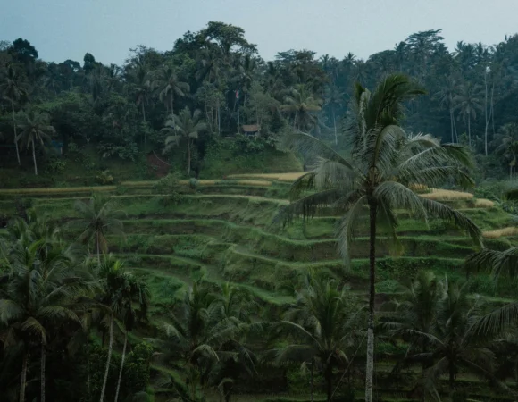 Explore Tegalalang Rice Terrace, A Hidden Gem of Bali Scenic Beauty & Culture